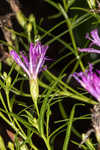 Narrowleaf ironweed 